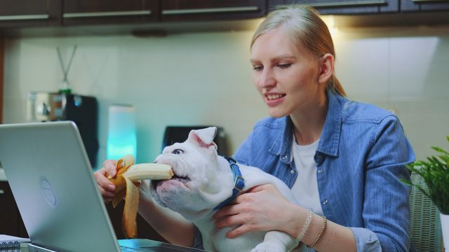 14 Best Pet Affiliate Programs in 2026 - Reviewed and Ranked