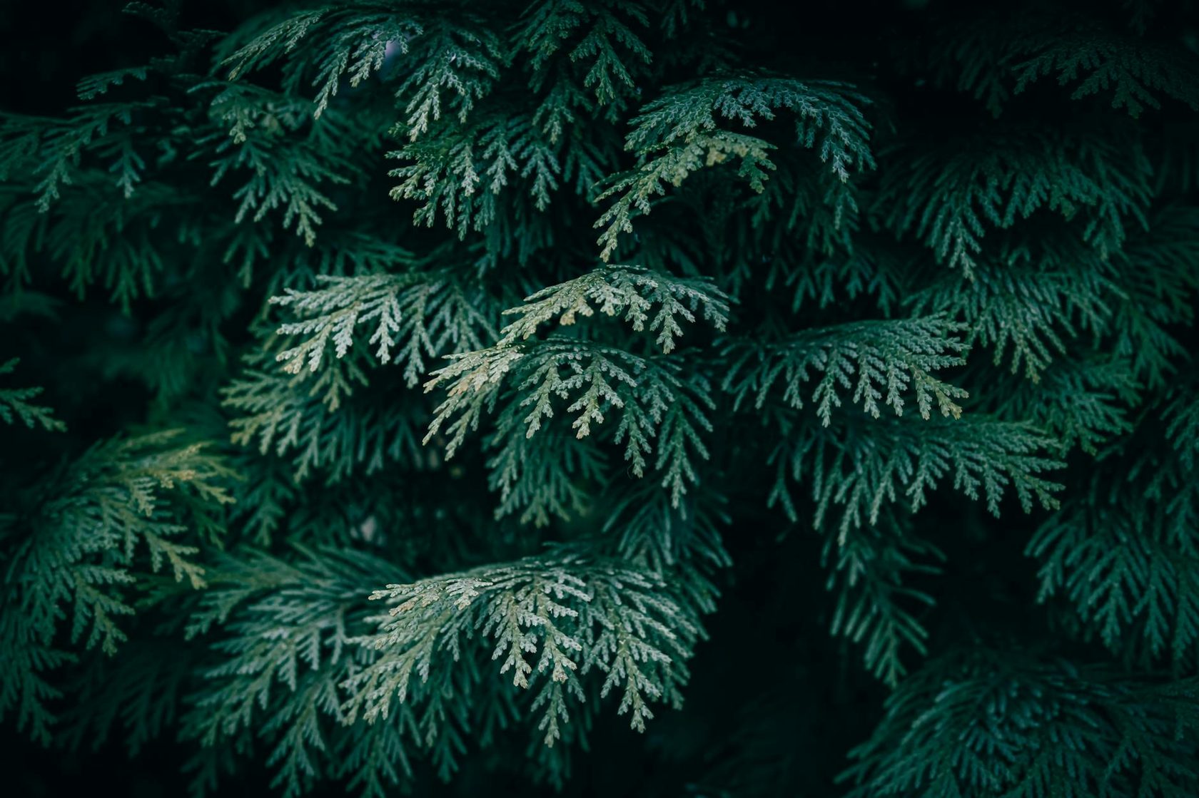 8 Evergreen Content Examples and Why They Work for Traffic