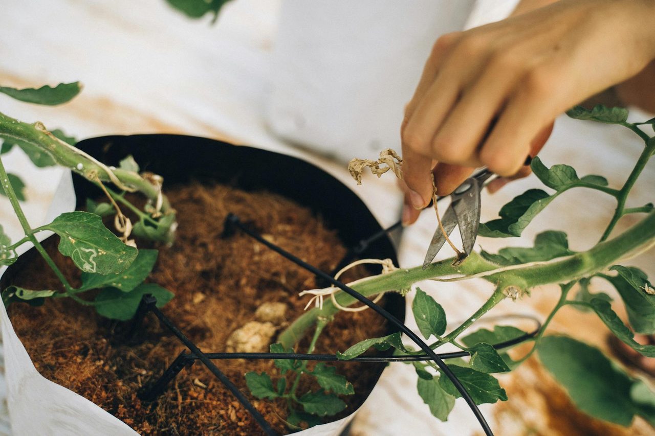 Content Pruning - A Technical SEO Guide to Boost Website Performance