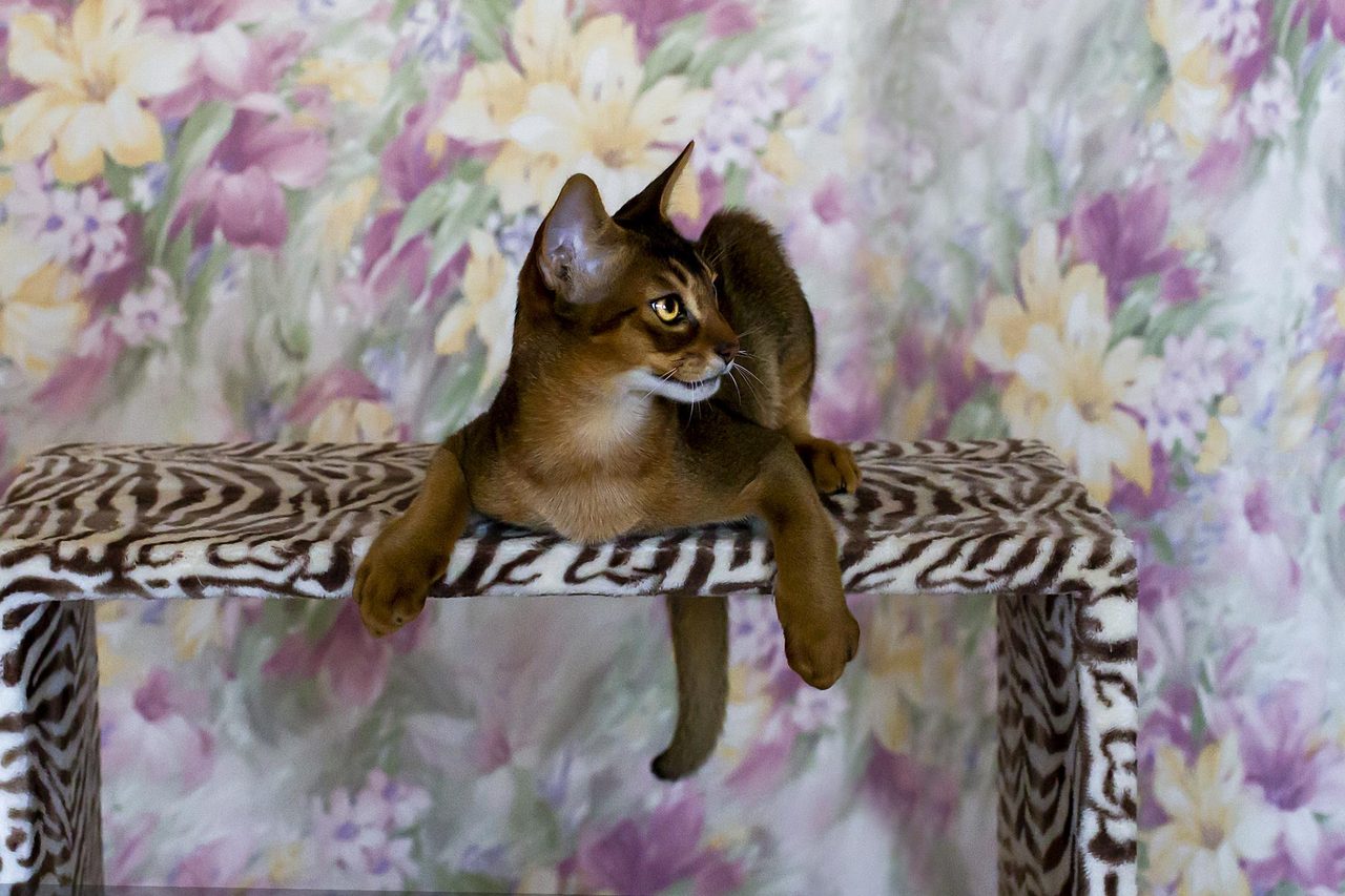 From Kitten to Masterpiece - AI Prompts for Unique Kitten Images