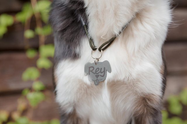 Подсказка Dog Tag для ChatGPT — Как создавать эффективные подсказки для ИИ