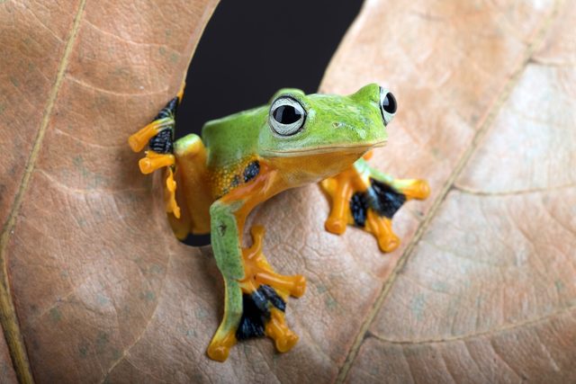 Полное руководство по Screaming Frog 2026 — Сканирование, аудит и оптимизация SEO