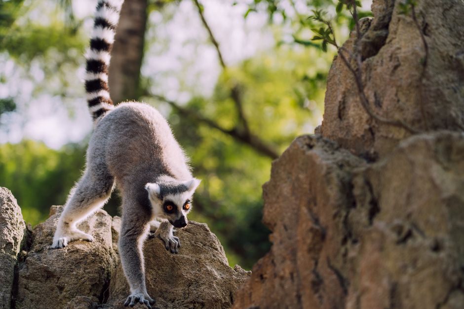 Long-Tail Keyword Strategy: Find and Use with Specific Qualifiers