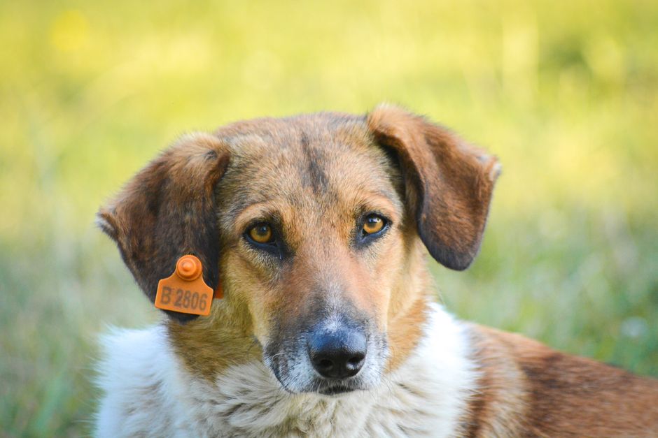 Dog Tag Prompt for ChatGPT - How to Craft Effective AI Prompts Dog Tag Prompt for ChatGPT: How to Craft Effective AI Prompts