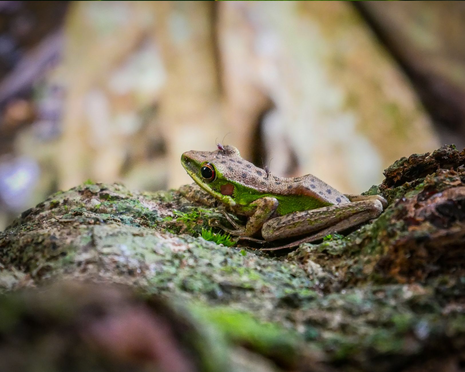 The Ultimate Screaming Frog Guide 2025 - Crawl, Audit, and Optimize SEO