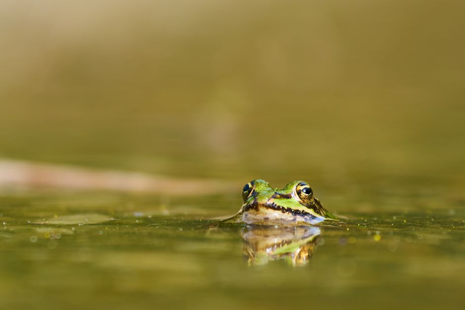 The Ultimate Screaming Frog Guide 2025: Crawl, Audit, and Optimize SEO