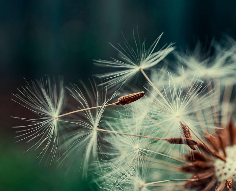 What Is LLM Seeding? A Guide to Enhancing Your AI Content Strategy What Is LLM Seeding? A Guide to Enhancing Your AI Content Strategy