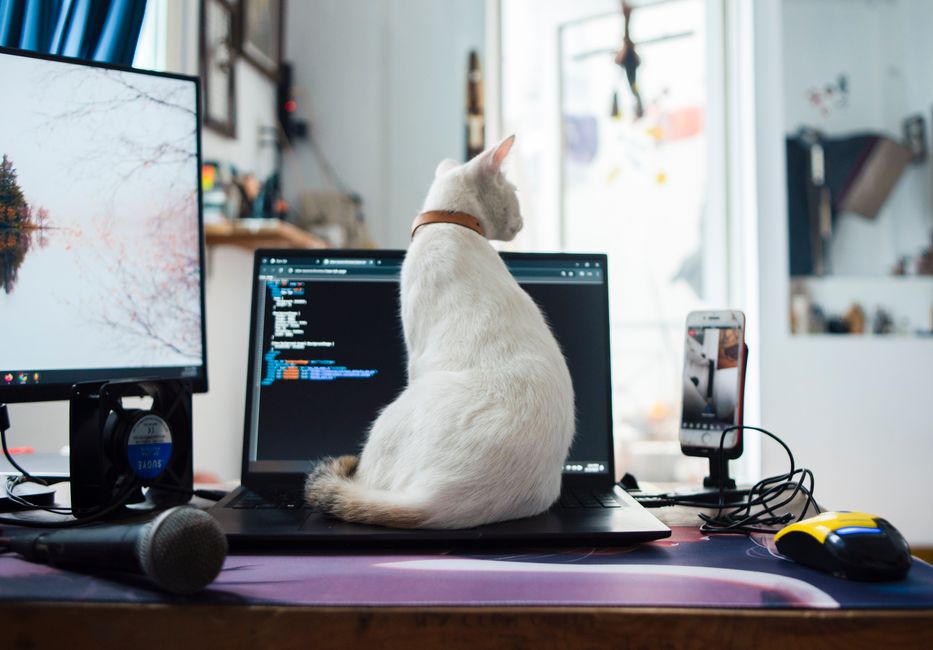 14 Best Pet Affiliate Programs in 2025 - Reviewed and Ranked 14 Best Pet Affiliate Programs in 2025: Reviewed and Ranked
