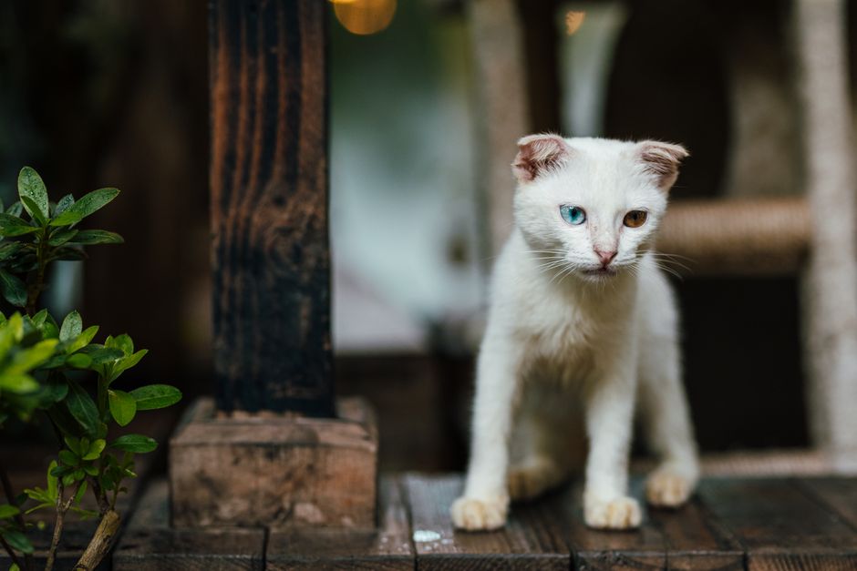 Kitten Attributes: breed, color, markings, age, and temperament