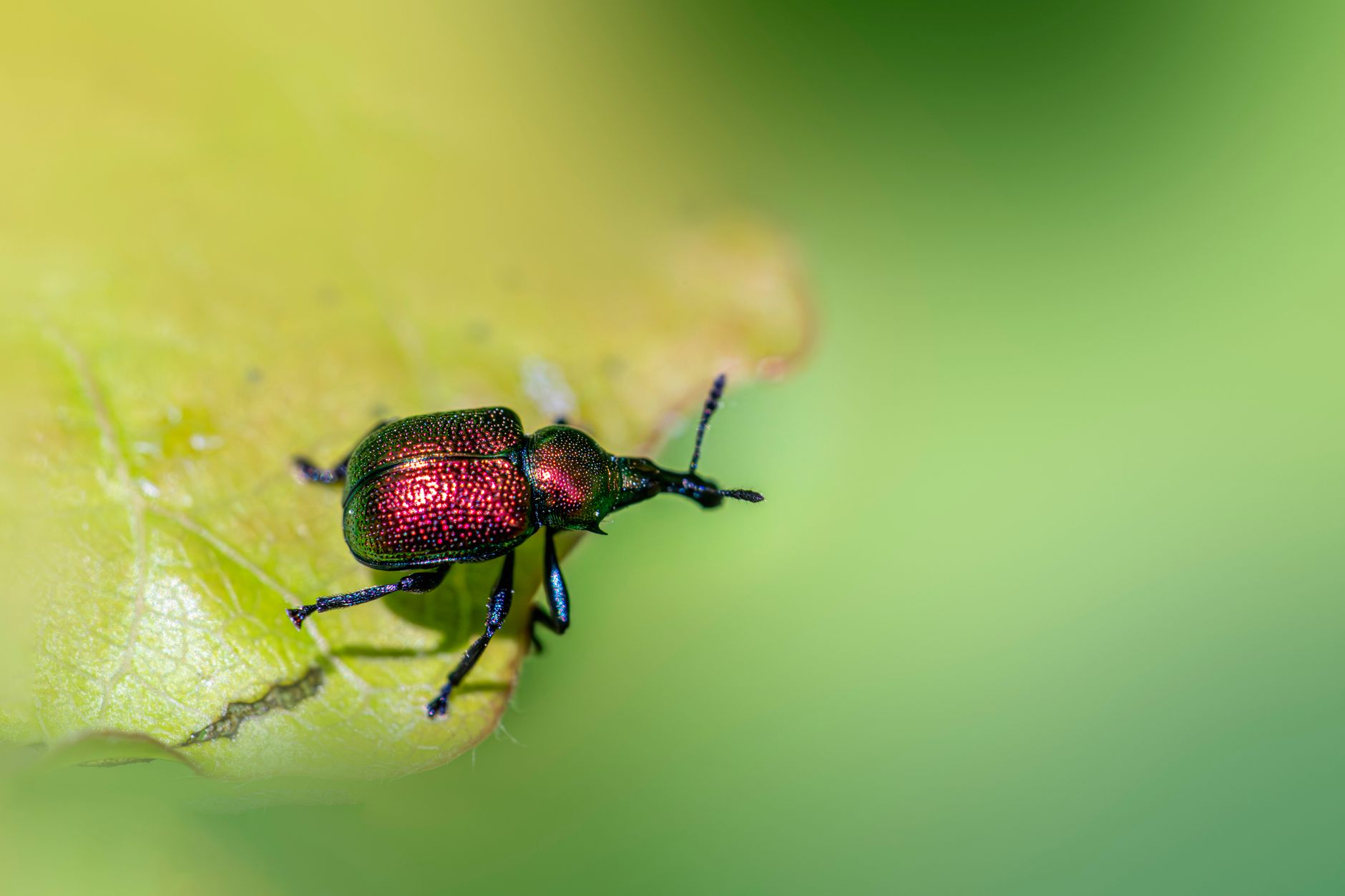 Pest Control SEO - Expert Strategies for 2025