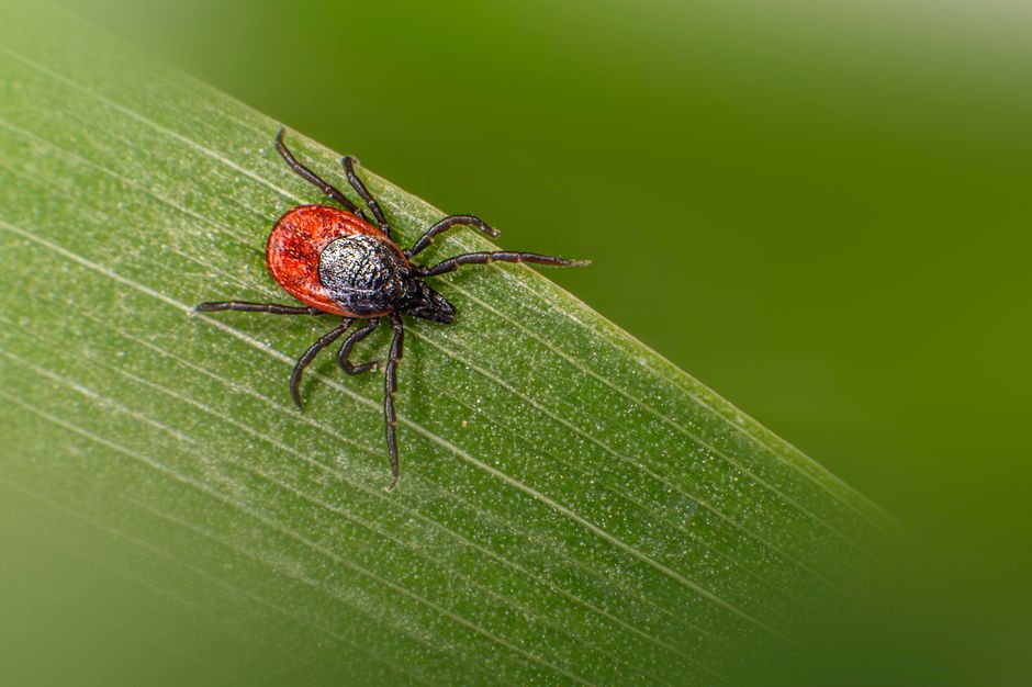 Parasite SEO: The Ultimate Guide to Leveraging High-Authority Websites for Rapid SEO Success