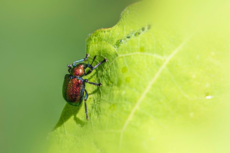 Target Local, High-Intent Keywords for Pest Control Pages
