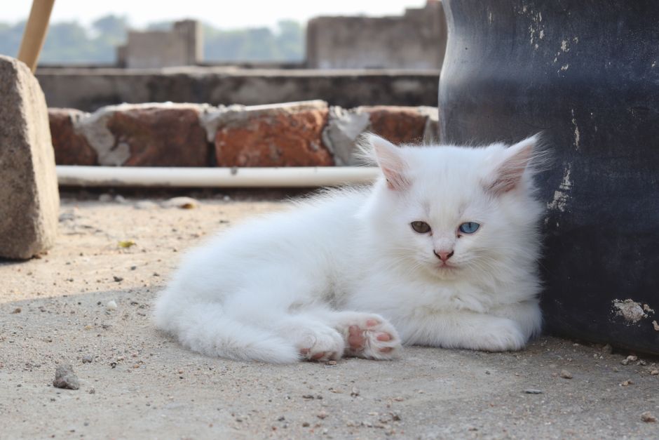 From Kitten to Masterpiece: AI Prompts for Unique Kitten Images