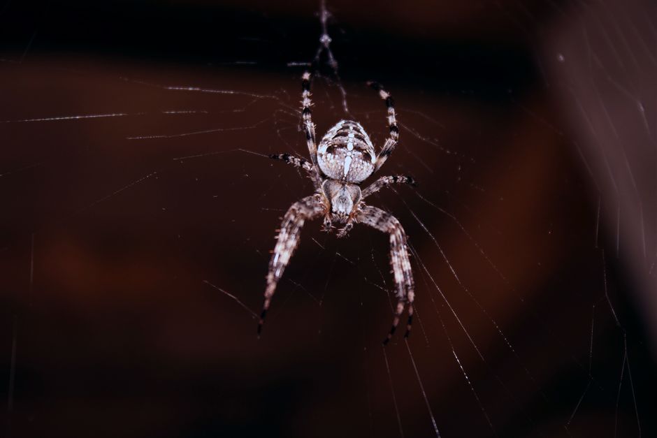Beste Dark-Web-Scanner 2025: Kostenlose vs. Bezahlte Dienste im Überblick